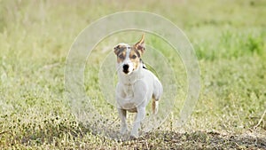 Beautiful active dog of Jack Russell Terrier breed runs on camera