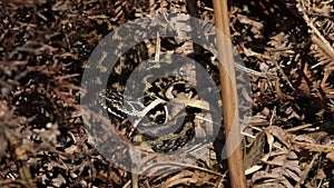 A beautiful Adder snake, Vipera berus, warming in the spring sunshine after coming out of hibernation.