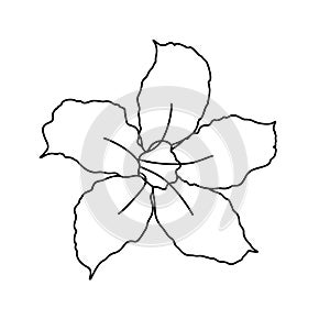 Beautiful Adenium Flower Line Art. One Line Artwork, Minimalist Contour Drawing - Vector photo
