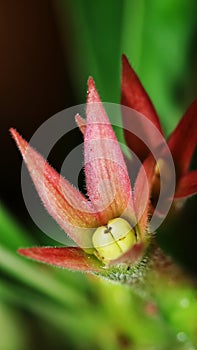 Beautiful Adenium Obesum flower sepal