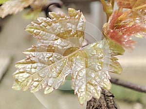 Beautiful adn Akttraktive young Vine Leaves photo