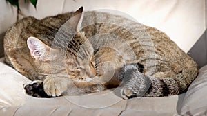 Beautiful adopted cat is sleeping on armchair at home on sunbeam