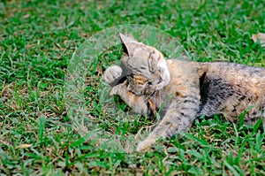 Beautiful adorable sleepyhead leopard color cat relaxing on the grass