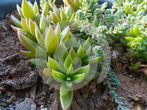 Succulent plant from the family garden. photo