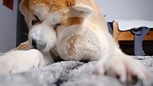 Beautiful adult akita inu with a mole on his face licking his leg and cleaning 4k 60p