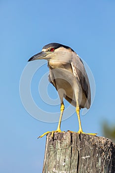 A beautiful adult Black-crowned Night Heron perches on a dock post