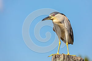 A beautiful adult Black-crowned Night Heron perches on a dock post