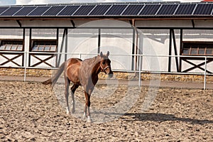 Beautiful adult brown horse is walking on ranch