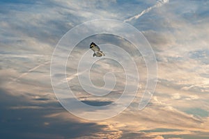 Beautiful adult buzzard eagle, Buteo buteo, in flight with dramatick sky background. Flying bird of prey screaming with