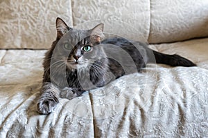 Beautiful adult cat with big green eyes. Portrait. Gray smoky cat with white color fur near the mouth poses lying on the couch and