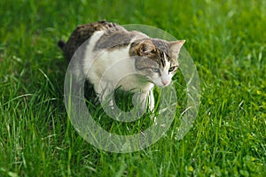 Beautiful adult cat hunter preys on mouse in green grass