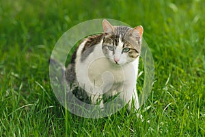 Beautiful adult cat hunter preys on mouse in green grass