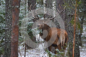 Beautiful Adult Deer With Big Horns And Careful Look In Thicket Of Pine Winter Forest. European Wildlife Landscape With Snow And photo