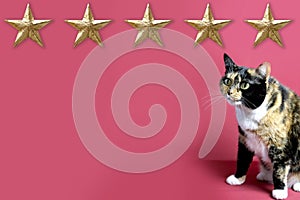 Beautiful adult domestic cat proudly sitting on red background, looks, five gold foil star, concept of evaluating the result,