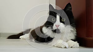 A beautiful adult domestic fluffy black and white cat is lying on the floor and watching the movement. It`s funny looking around.