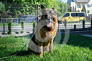 beautiful adult german shepherd male dog on laser leash sits