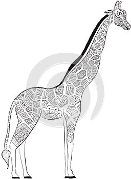 Beautiful adult Giraffe. Hand drawn Illustration of ornamental giraffe. isolated giraffe on white background. The head of an orna