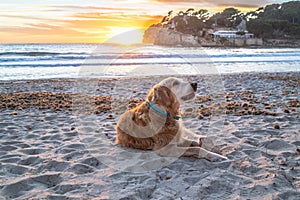 Beautiful adult golden retriever, lying in the sand on the beach at sunset photo