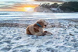 Beautiful adult golden retriever, lying in the sand on the beach at sunset photo