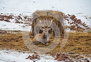 Beautiful adult male red deer, stag or hart, with big horn resting near a bale of hay