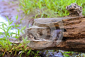 Beautiful adult Mink sticking her head out of a log.