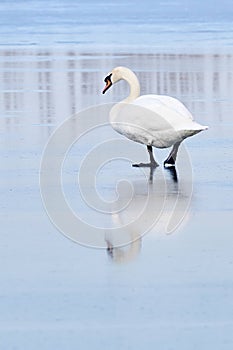 Beautiful adult mute swan reflected into the frozen lake. Cygnus olor