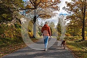 Beautiful adult red brown dog walking in the path in autumn forest with its girl owner. Colorful autumn fall season trees golden