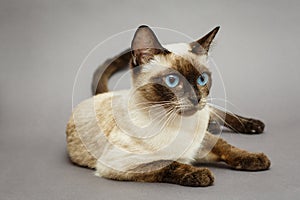 Beautiful adult Siamese cat