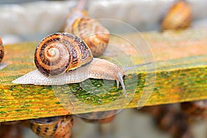 Beautiful adult snail farm on a wooden structure