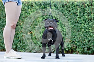Beautiful adult Staffordshire bullterrier of tiger black color, standing in show stacking and looking right to the camera smiling.