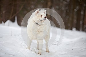beautiful adult white Akita Inu dog stands in the snow