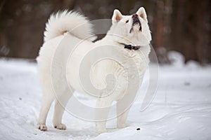 beautiful adult white Akita Inu dog stands in the snow