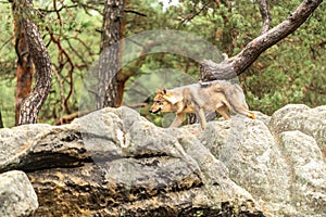 Beautiful adult wolf looking for prey in the forest