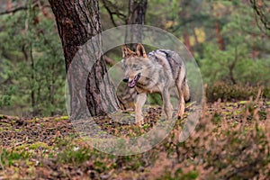 Beautiful adult wolf looking for prey in the forest