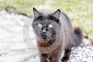 A beautiful adult young black cat with big green eyes is in the garden in summer