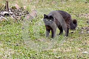 A beautiful adult young black cat with big green eyes is on the grass in the garden