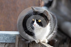 Beautiful adult young black and white cat with big yellow eyes sits on a wooden bench in the garden in spring