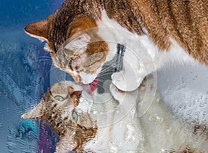 A beautiful adult young tabby cat with green eyes and brown velvet wet nose sits on a wet mirror