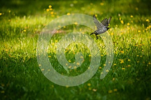 A beautiful adurl common starling feeding in the grass before migration. Sturnus vulgaris.