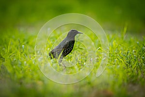 A beautiful adurl common starling feeding in the grass before migration. Sturnus vulgaris.