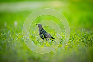 A beautiful adurl common starling feeding in the grass before migration. Sturnus vulgaris.