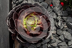 Beautiful of Aeonium arboreum, Black Aeonium on scree background