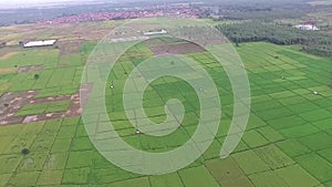 Beautiful Aerial/drone view of rice paddy fields in the slawi city indonesia