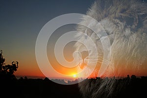Beautiful Aerial Sunrise With majestic Lion Silhouette High Quality