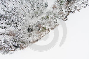 Beautiful aerial top-down view of snow covered pine forests and a forest stream winding among trees. Rime ice and hoar frost