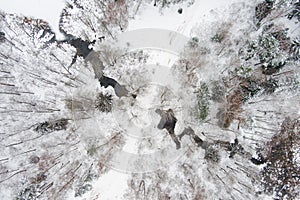 Beautiful aerial top-down view of snow covered pine forests and a forest stream winding among trees. Rime ice and hoar frost