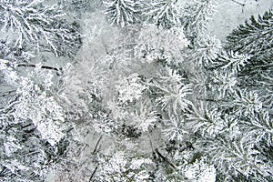 Beautiful aerial top-down view of snow covered pine forests. Rime ice and hoar frost covering trees. Scenic landscape