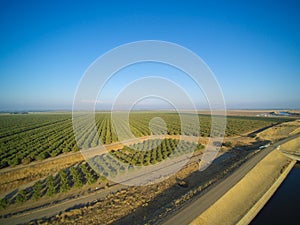 Beautiful aerial view of large almond orchard