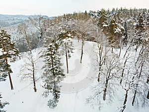 Beautiful aerial view of snow covered pine forests. Rime ice and hoar frost covering trees. Winter landscape near Vilnius,