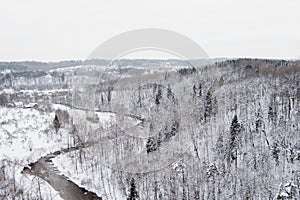 Beautiful aerial view of snow covered pine forests and a river winding among trees. Rime ice and hoar frost covering trees